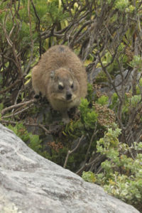 Rock Dassie on Table Mountain South Africa