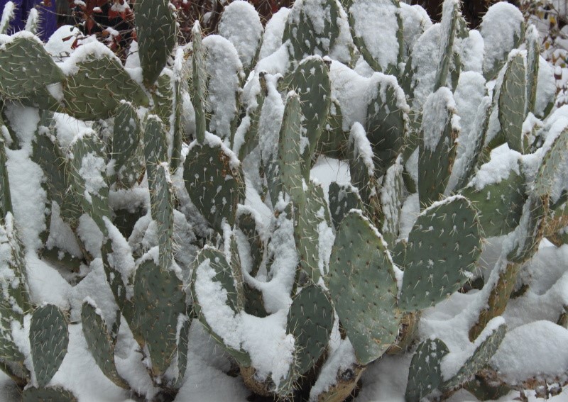 Prickly Pear Cacti Sedona Arizona USA