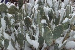 Prickly Pear Cacti Sedona Arizona USA