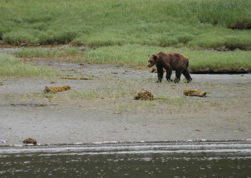 Prowling Grizzly Knutzeymateen Inlet British Colombia Canada