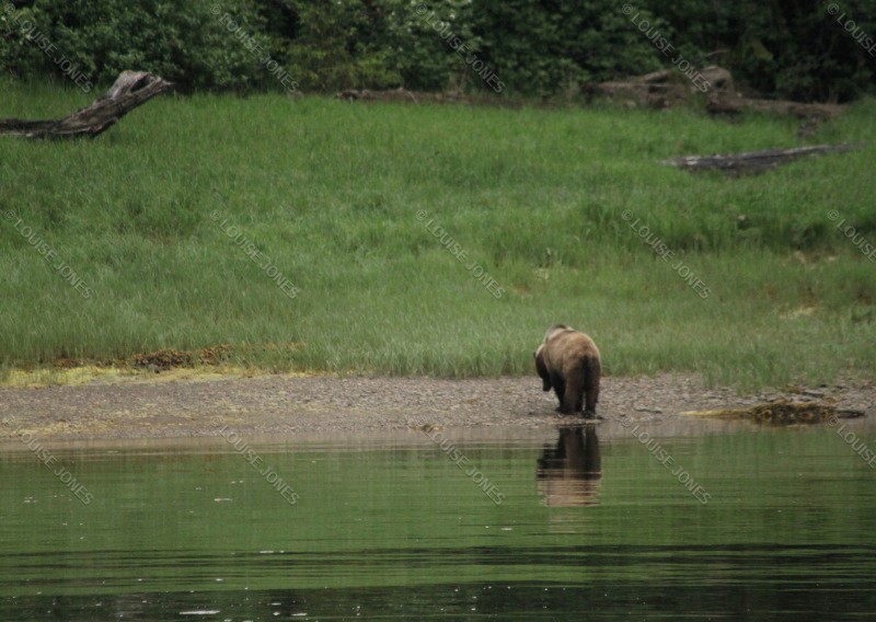 Bear Bottom Khutzeymateen Inlet British Colombia Canada