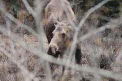 Female Moose Alberta Canada