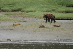 Prowling Grizzly Knutzeymateen Inlet British Colombia Canada