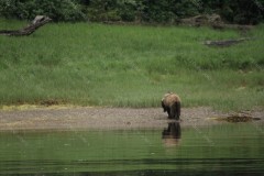 Bear Bottom Khutzeymateen Inlet British Colombia Canada