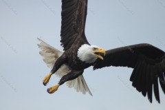 Swooping Bald Eagle Prince Rupert British Columbia Canada