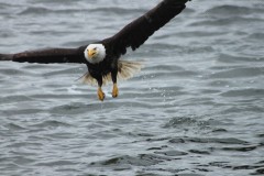 Bald Eagle Prince Rupert British Columbia Canada