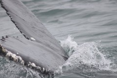 Humpback Whale Tail Husavik Iceland