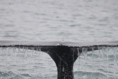 Humpback Whale Drips Husavik Iceland