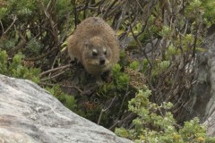 Rock Dassie Table Mountain Cape Town South Africa