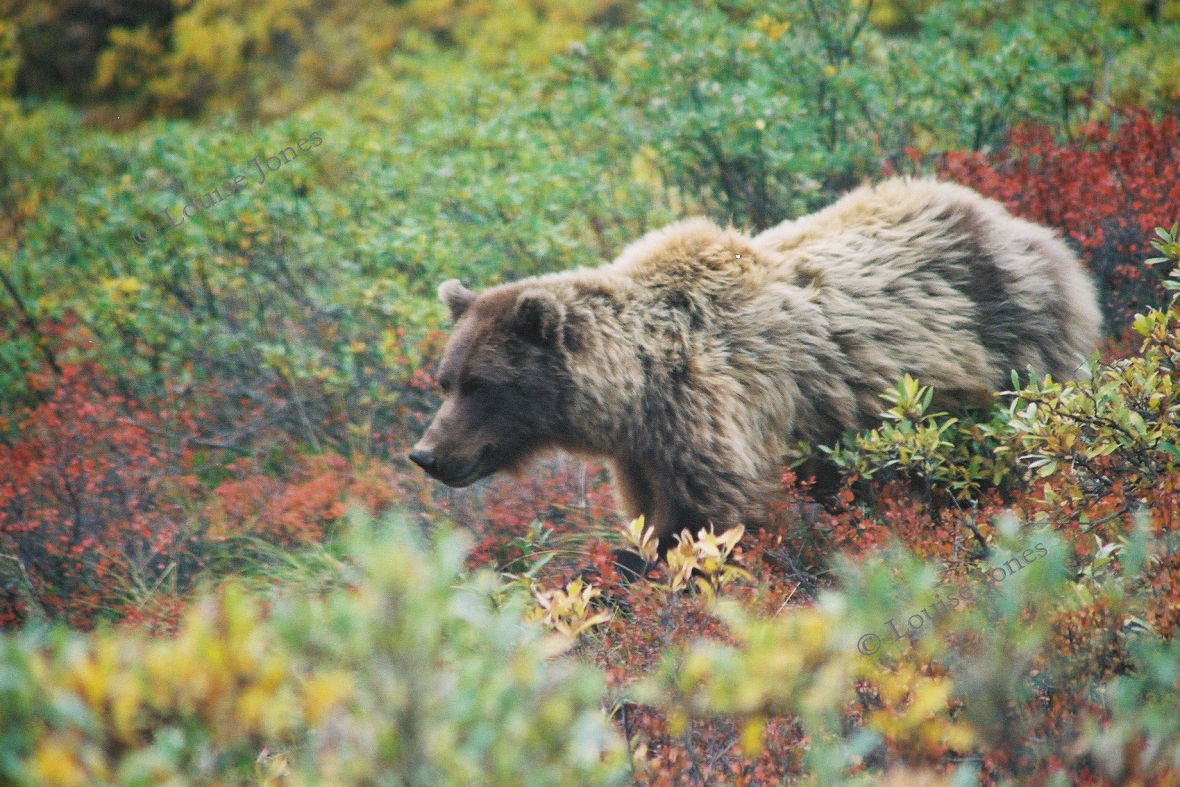 Grizzly Bear Denali National Park Alaska