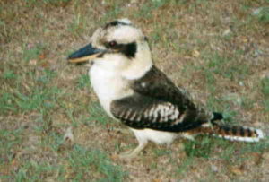 Kookaburra Brisbane Australia